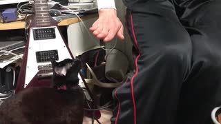 猫にいじわるしてみた　そんな動画ですがクロちゃんの８歳誕生日記念です。