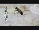 【ありの飼育記#105】蟻の引っ越しはエサで釣る