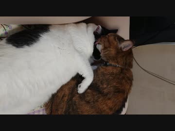 なすがままのまんぷくさん。
