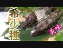 キロ数千円のレア魚「トクビレ」の握り寿司とお刺身にしました！