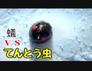 【ありの飼育記#106】蟻ｖｓてんとう虫