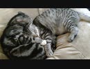 兄弟愛を見せつけてくる猫ども