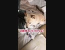 うんちょこストライキ