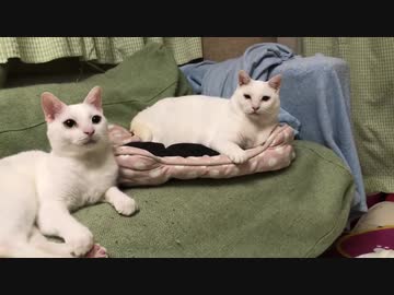 ウチューネコチャンとオッドアイの白たぬき(猫)、瞬間、心、重ねる