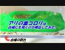 「アリの巣コロリ」は“白蟻”にも効果があるのか検証してみた。