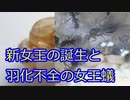 【ありの飼育記#107】新女王の誕生と羽化不全の女王蟻