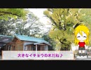 ＮＳ－１で行く！福山夫婦イチョウ♪