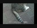 プリティーにゃんこの「短いしっぽ」