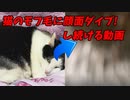 【閲覧注意】みゃー（猫）のモフ毛に顔面ダイブし続ける動画