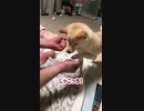 親方の愛の意地くそボンバー