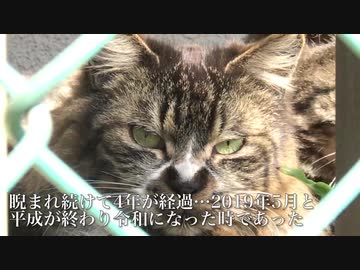 子猫を託しに来たカーチャン猫、野良の顔に戻る