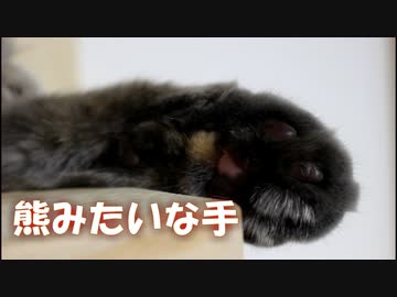 熊みたいなお手手を突き出して眠る猫ちゃんがかわいい