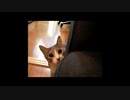DA DA DANCE のイントロでだんだん近づいてくる にゃんこ