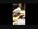 台所を好き放題荒らす猫