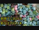 【ありの飼育記#108】飼育下における新女王の行く末