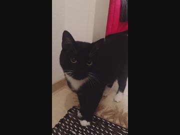 【ねことドイチ】うちのうり氏がすきなおもちゃとは？