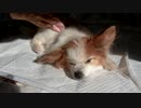 なでなでされるワンコ（パピヨン）