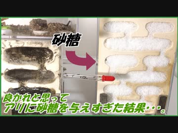 アリに「砂糖」を与えすぎた結果・・・。
