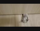 【ハムスター】さらちゃんのさらさら活動日記その9(声なし)