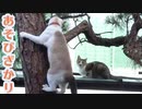 遊び盛りの猫たち