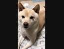 ご飯が欲しくてメッチャ文句言ってくる。