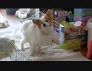 何かを言いたそうにこちらを見つめるワンコ（パピヨン）
