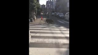 国立駅近くにイノシシ