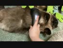 冬毛のたぬきさん。