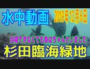 水中動画（2019年12月7日）in 杉田臨海緑地