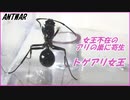 女王アリがいなくなった蟻の巣に忍び込むトゲアリ。【冬の企画】