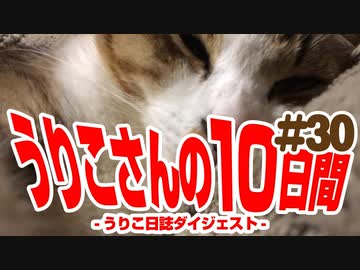 うりこさんの10日間 - 2019#30