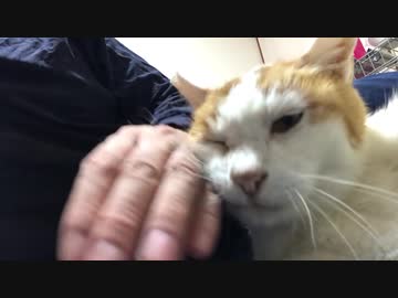 末期腎不全のベテラン地域猫、地域のアイドル猫たる気遣いを見せる