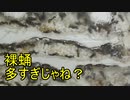 【ありの飼育記#113】裸蛹が多すぎたらゴミを入れてみよう