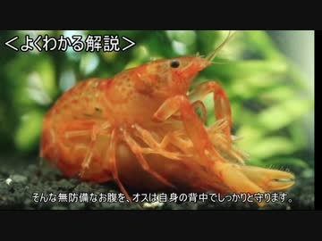 ゆっくり動物雑学「エビの…」