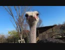 ダチョウさんのあっついキス（ダ）どぅ↑ぞ↓！！　ガッ
