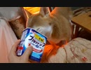 【柴わんこのはる】ヨーグルトぺろぺろ
