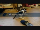 精一杯の威嚇をする子猫