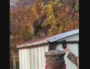 ホモと見る交尾を撮影されて激怒するニホンザル