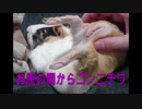 観覧注意！可愛がってなでなでしてたらまさかの結果に！