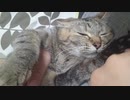 拾いねこ＠生後2720/2687日目　久々の歯磨き動画。