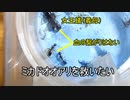 【ありの飼育記#114】女王蟻のいなくなったコロニーは新しい女王蟻を受け入れるのかやってみた【ミカドオオアリ】