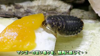 ごきぶりを騙す！マンゴーと見せかけて実は豆腐ドッキリ。