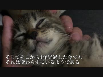 永遠のちび猫、成長しても膝上で甘える