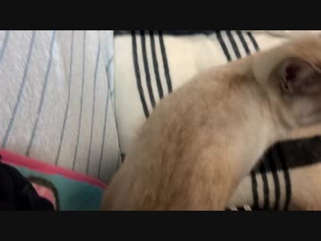 甘えまくる猫さま