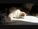 起き上がるワンコ（パピヨン）