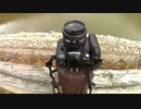 Nikon D100 恐怖の生シャッター音