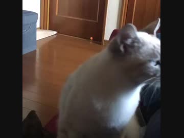 鳴き続けるから撫で続けるダメ飼い主