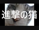 進撃の猫