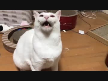 末期腎不全のベテラン地域猫、子猫部屋おじさんをしっぽであやす