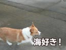 【ウェルシュコーギーもも】ももメモリアルPart1
